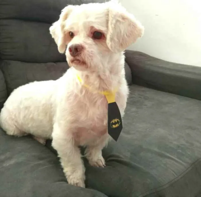 Cachorro ra a Shitzu  idade 3 anos nome Pingo