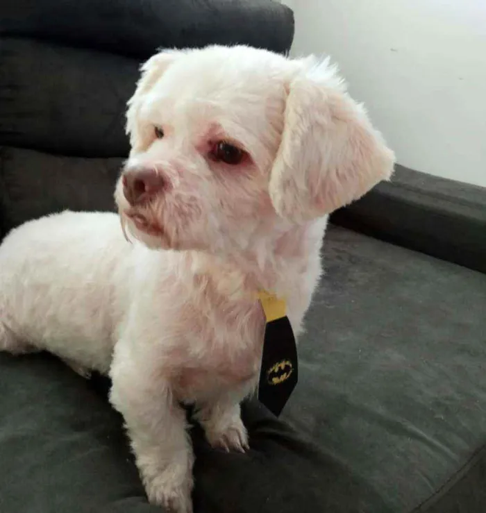 Cachorro ra a Shitzu  idade 3 anos nome Pingo