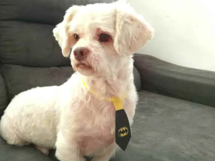 Cachorro ra a Shitzu  idade 3 anos nome Pingo