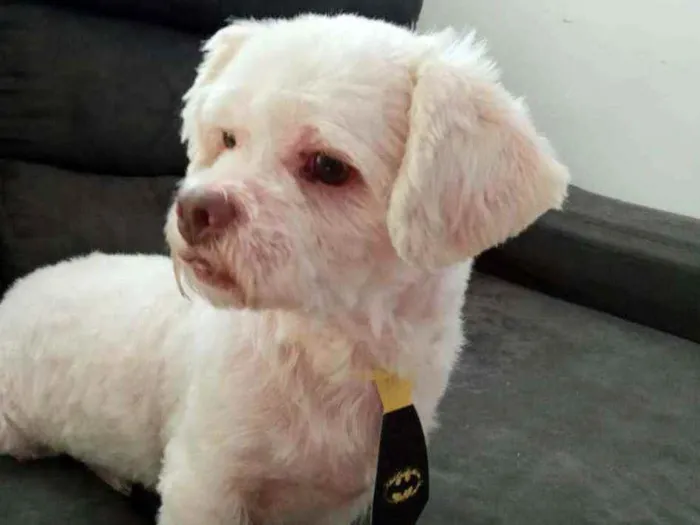 Cachorro ra a Shitzu  idade 3 anos nome Pingo