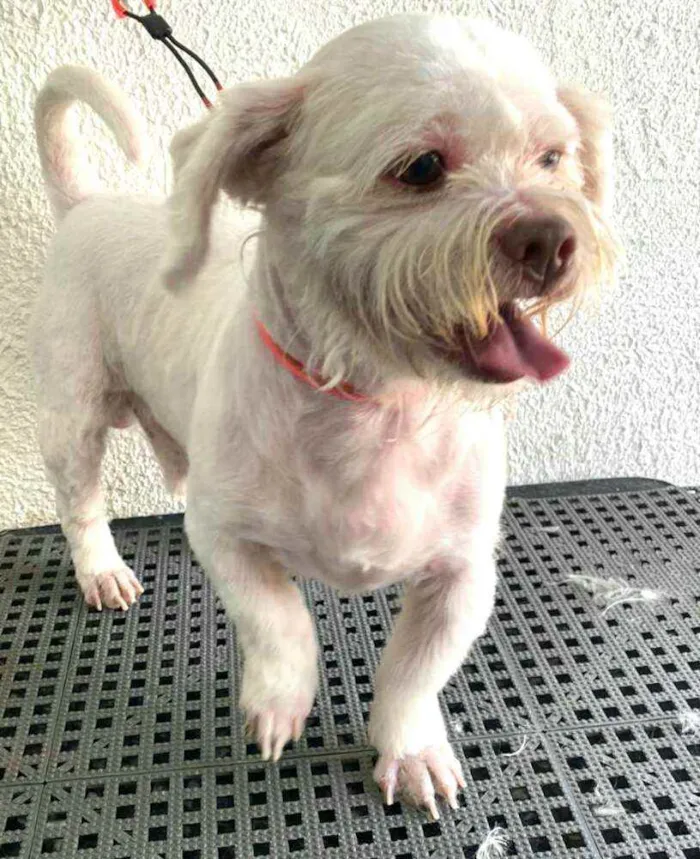 Cachorro ra a Shitzu  idade 3 anos nome Pingo