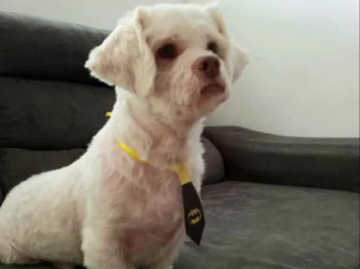 Cachorro ra a Shitzu  idade 3 anos nome Pingo