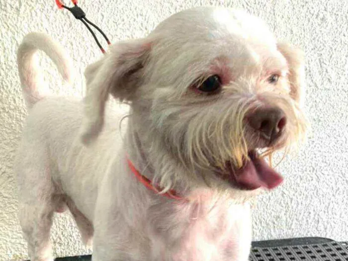 Cachorro ra a Shitzu  idade 3 anos nome Pingo
