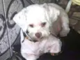 Pingo