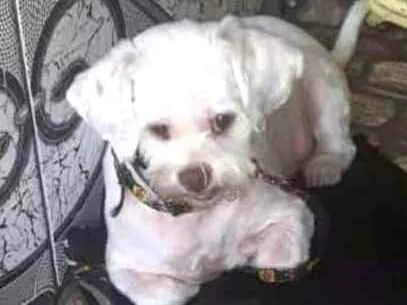 Cachorro ra a Shitzu  idade 3 anos nome Pingo