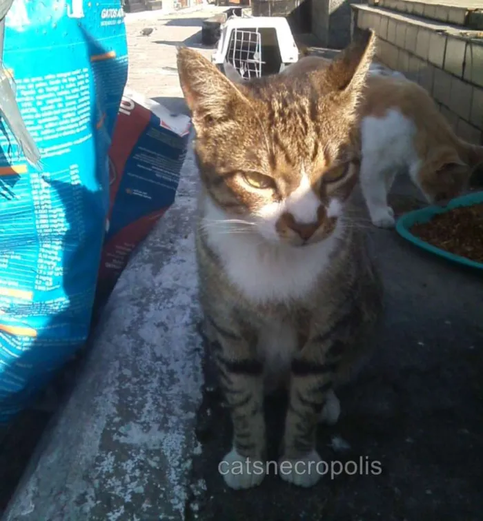 Gato ra a srd idade 1 ano nome Chorão