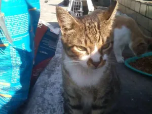 Gato raça srd idade 1 ano nome Chorão