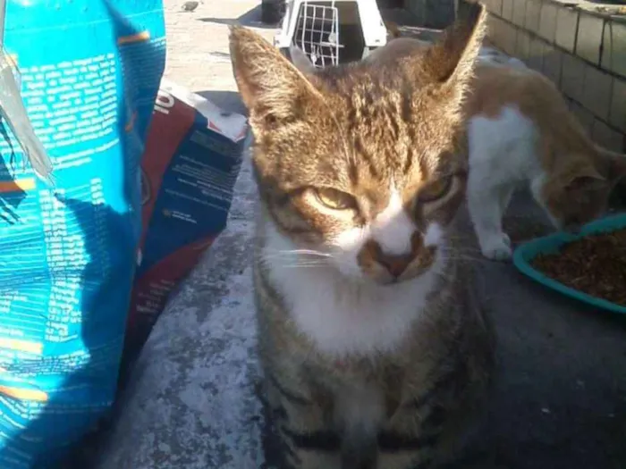 Gato ra a srd idade 1 ano nome Chorão
