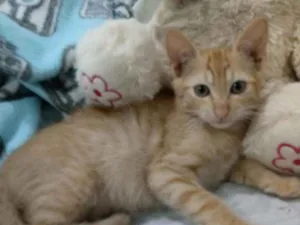 Cachorro raça Srd idade 2 a 6 meses nome Zack