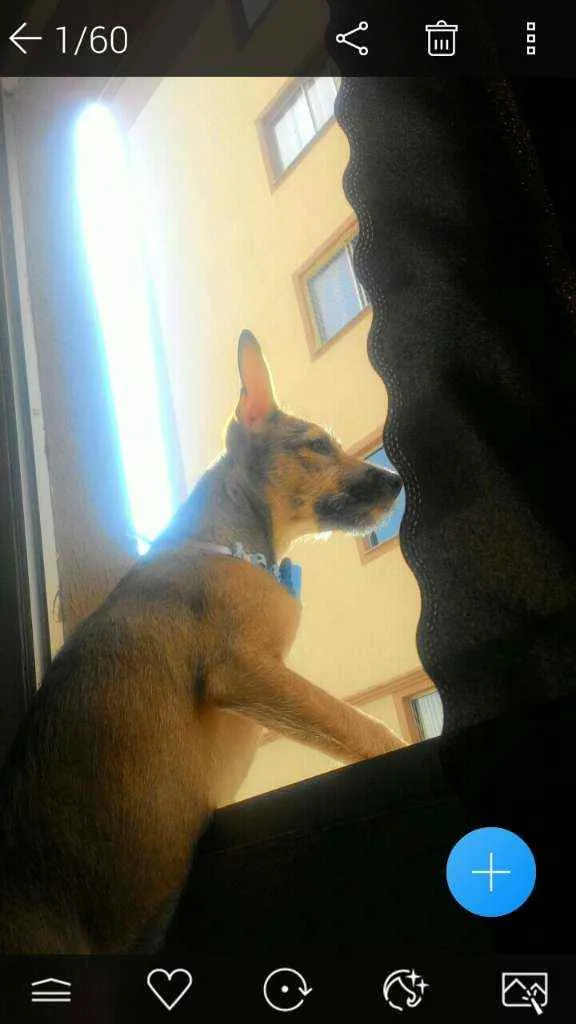 Cachorro ra a Pinscher idade 2 a 6 meses nome Belinha