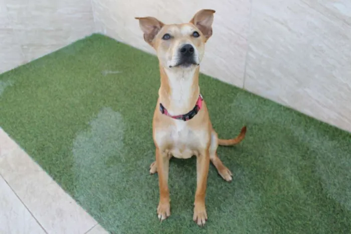 Cachorro raça Basenji Mix idade 7 a 11 meses nome Vênus
