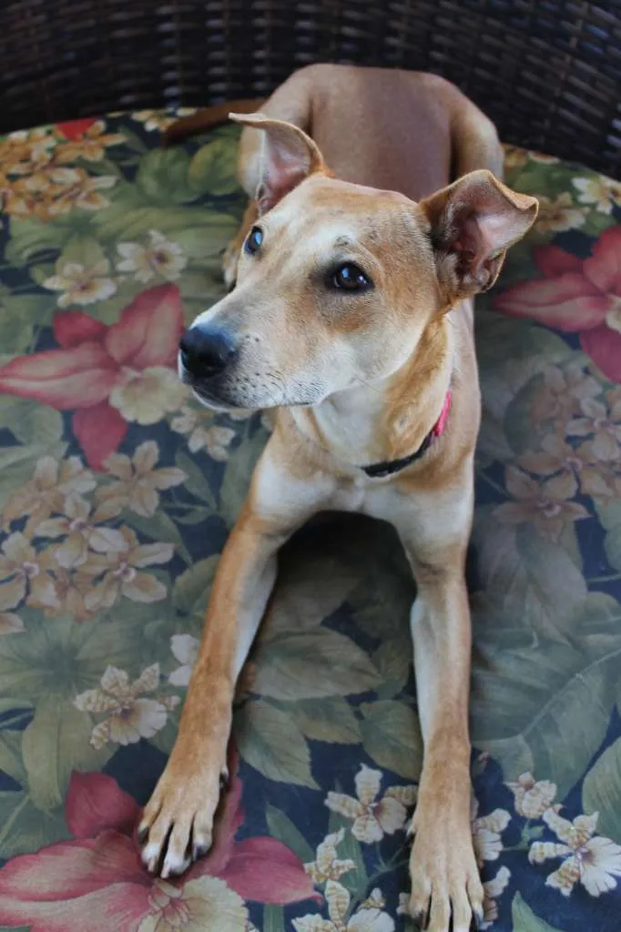 Cachorro raça Basenji Mix idade 7 a 11 meses nome Vênus