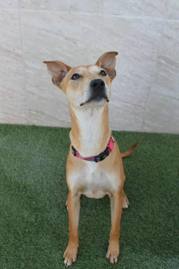 Cachorro raça Basenji Mix idade 7 a 11 meses nome Vênus