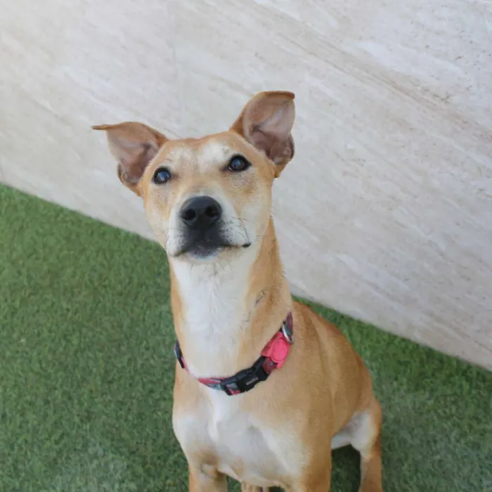 Cachorro raça Basenji Mix idade 7 a 11 meses nome Vênus