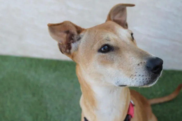Cachorro raça Basenji Mix idade 7 a 11 meses nome Vênus