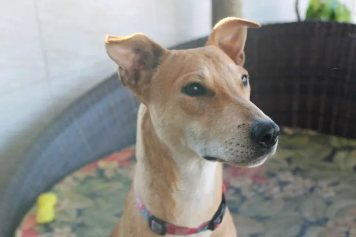 Cachorro raça Basenji Mix idade 7 a 11 meses nome Vênus