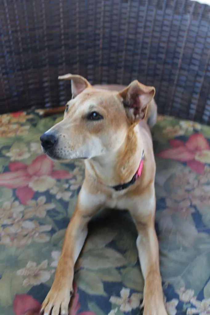Cachorro raça Basenji Mix idade 7 a 11 meses nome Vênus