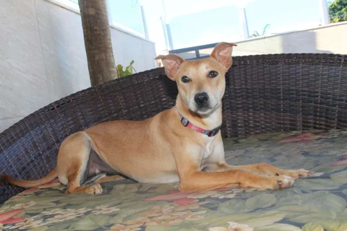 Cachorro raça Basenji Mix idade 7 a 11 meses nome Vênus