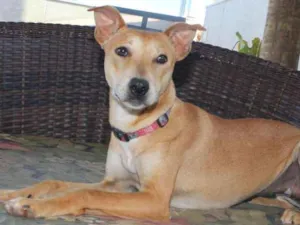 Cachorro raça Basenji Mix idade 7 a 11 meses nome Vênus