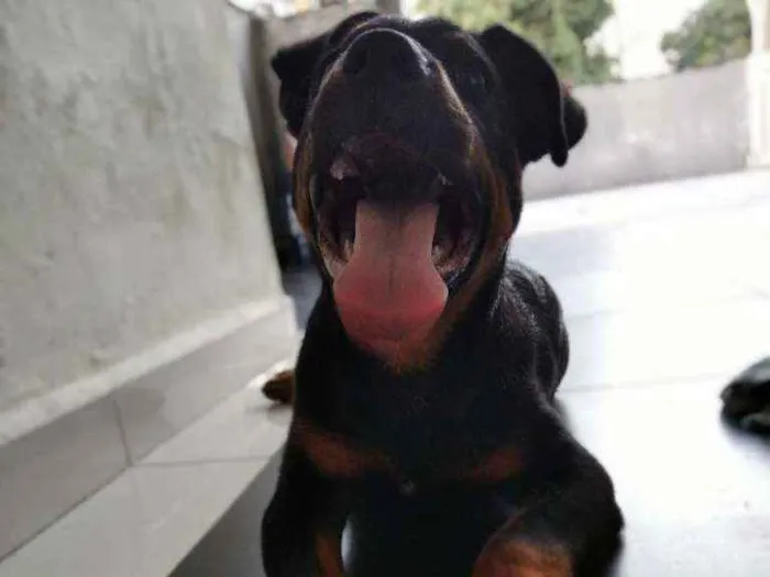 Cachorro ra a Rottweiler idade 7 a 11 meses nome Noua