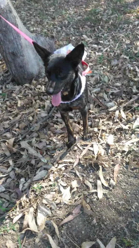 Cachorro ra a Viralata idade 1 ano nome Chiquinha