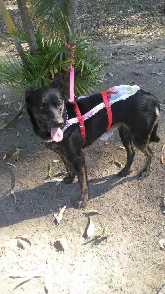 Cachorro ra a Viralata idade 1 ano nome Chiquinha