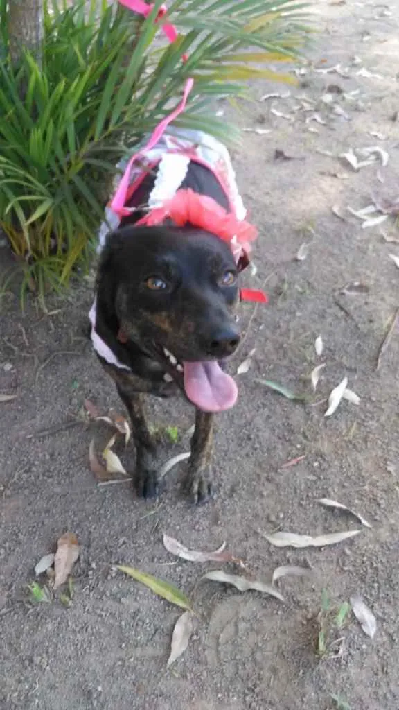 Cachorro ra a Viralata idade 1 ano nome Chiquinha