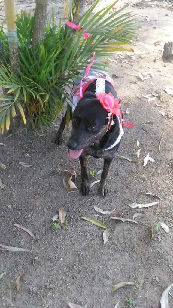 Cachorro ra a Viralata idade 1 ano nome Chiquinha