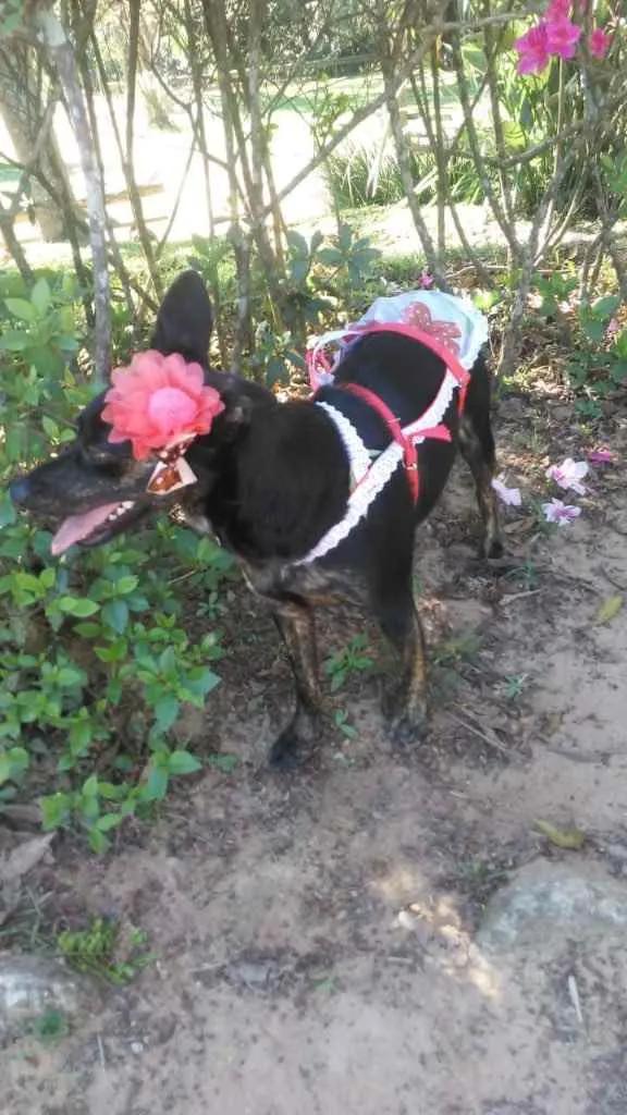 Cachorro ra a Viralata idade 1 ano nome Chiquinha