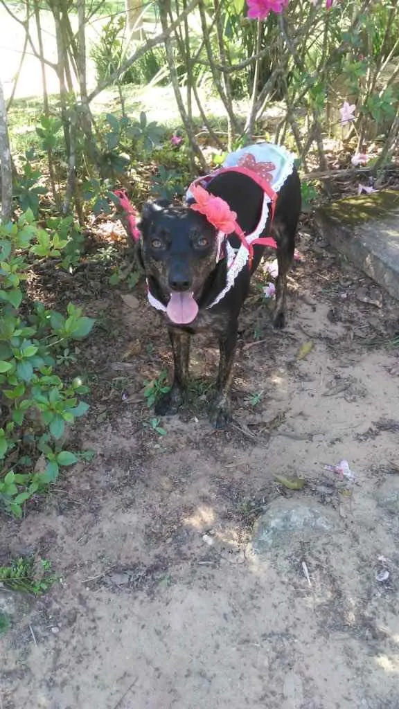 Cachorro ra a Viralata idade 1 ano nome Chiquinha