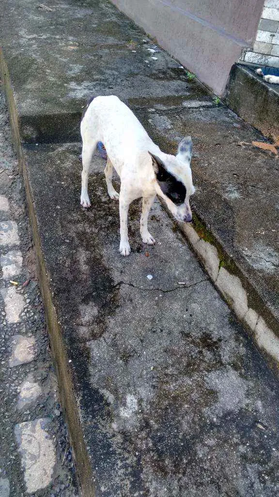 Cachorro ra a SRD idade 1 ano nome Kira