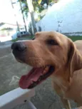 Alemão