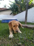 Alemão