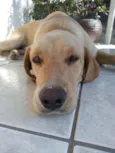 Alemão