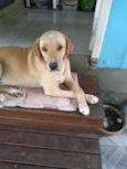 Alemão
