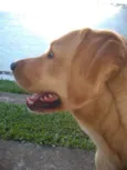Alemão