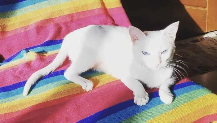 Gato ra a Srd idade 7 a 11 meses nome Luz bebê linda 