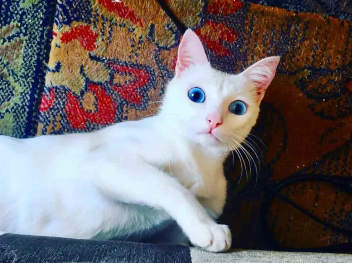 Gato ra a Srd idade 7 a 11 meses nome Luz bebê linda 