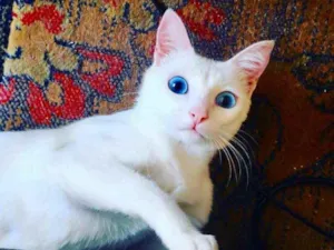 Gato raça Srd idade 7 a 11 meses nome Luz bebê linda 