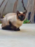 Lindíssima gatinha