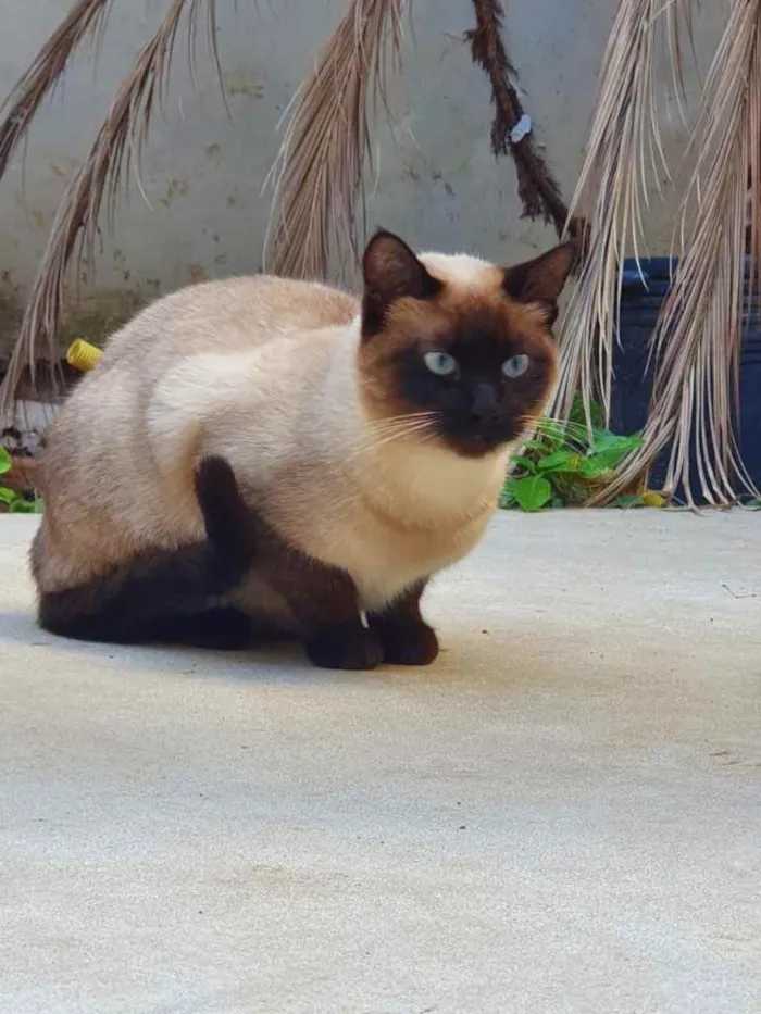Gato ra a Siamês  idade 7 a 11 meses nome Lindíssima gatinha