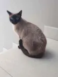 Lindíssima gatinha