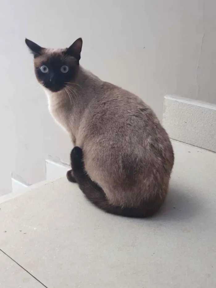 Gato ra a Siamês  idade 7 a 11 meses nome Lindíssima gatinha