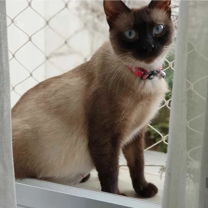 Gato ra a Siamês  idade 7 a 11 meses nome Lindíssima gatinha
