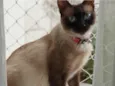 Lindíssima gatinha