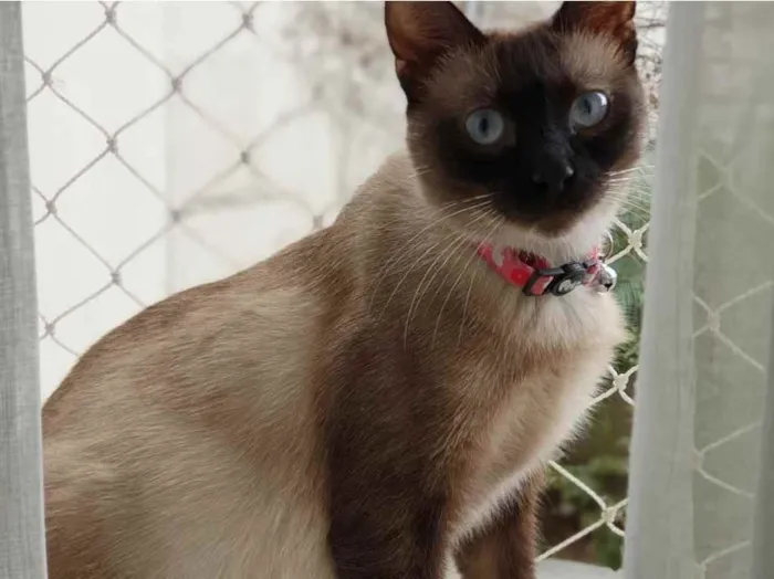 Gato ra a Siamês  idade 7 a 11 meses nome Lindíssima gatinha