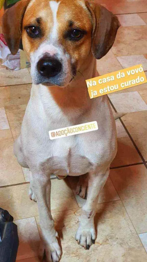 Cachorro ra a Srd idade 7 a 11 meses nome Fred 