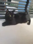 Lindíssimo gatinho