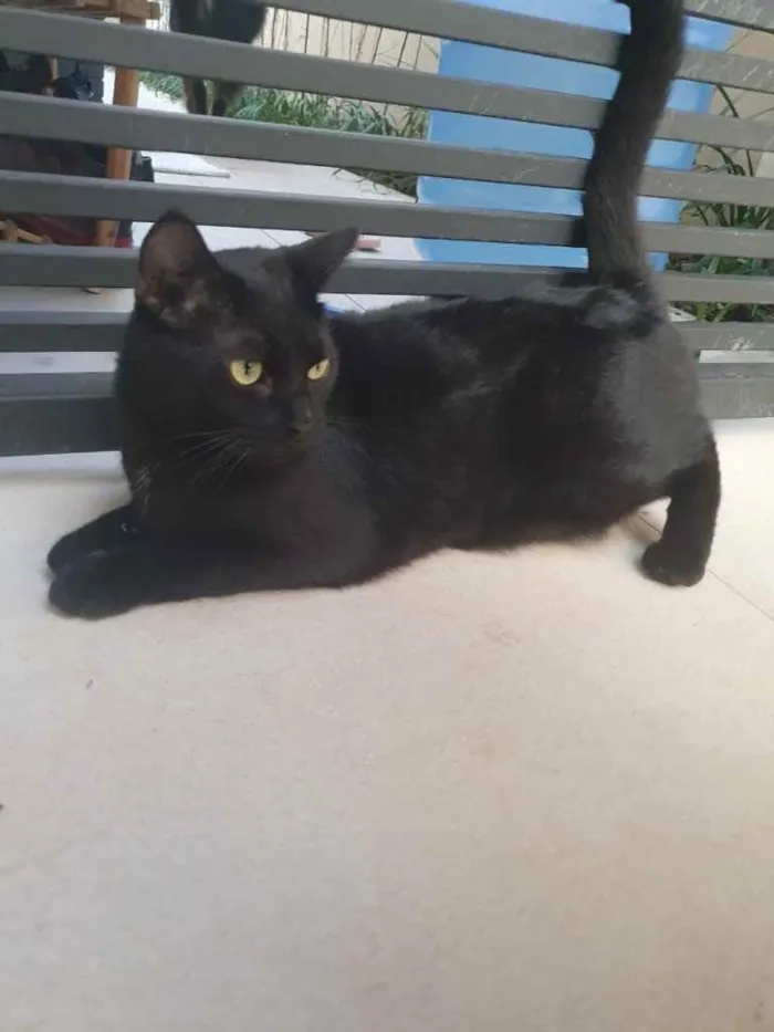 Gato ra a Srd idade 7 a 11 meses nome Lindíssimo gatinho