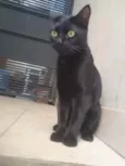 Lindíssimo gatinho